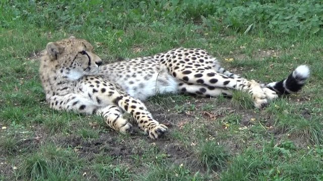 Gepard grzywiasty (Acinonyx jubatus)