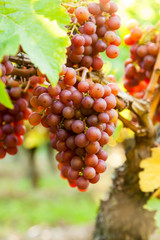 Bunches of ripe red wine grapes growing on a grapevine in vineyard