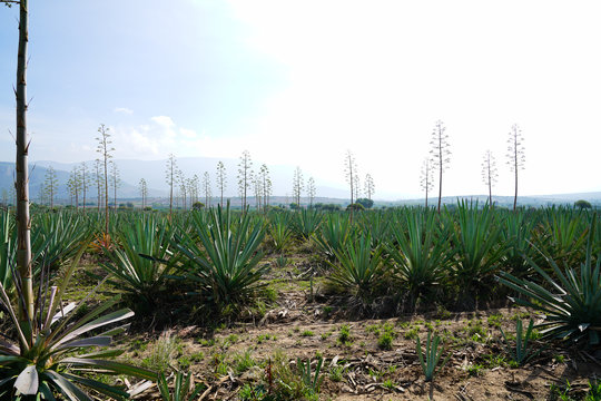 Bunch of growing green agave with tall flowers in daylight
