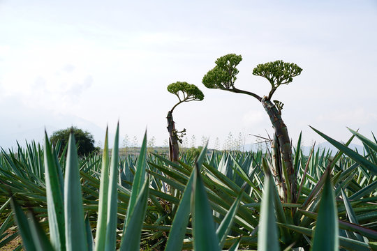 Green agave growing in field