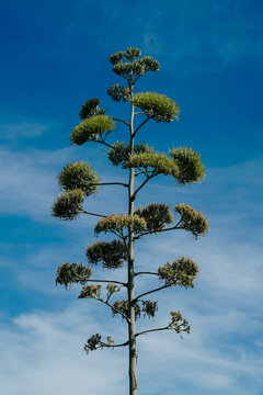 Tall green stern of agave plant over blue cloudy sky