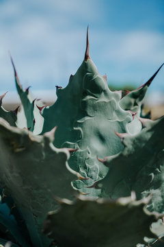 Growing blue agave leaves with thorns in daylight on blurred background