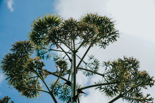 Tall green stern of agave plant over blue cloudy sky