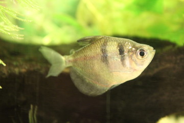 Fish in the aquarium