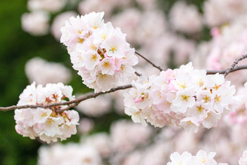 Fototapeta premium beautiful cherry blossoms in washington dc spring tidal basin