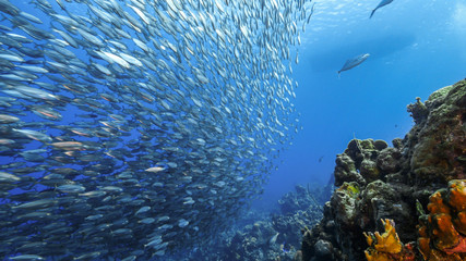 Bait ball in coral reef of Caribbean Sea around Curacao
