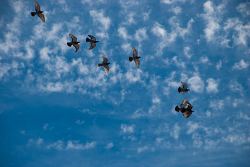 Naklejka na ściany i meble Looking up into the blue sky. Pigeons flying on a summer's day in Thuringia in Germany.