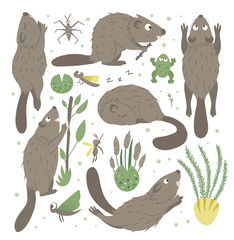 Vector set of cartoon style flat funny beaver in different poses with frog, reeds, water insects clip art. Cute illustration of woodland animals for children’s design. . © Lexi Claus