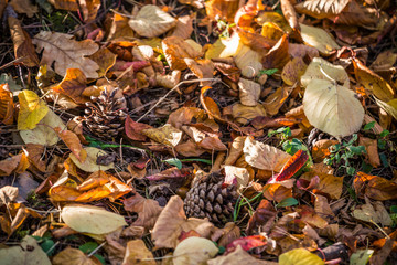 colorful autumn leaves and pine cones on the forest floor.
