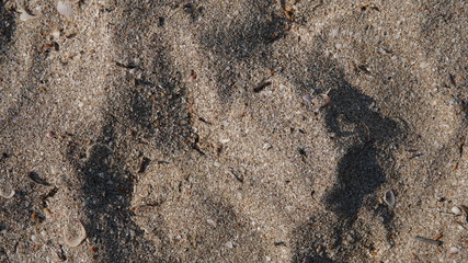 Texture of sand with shells on beach