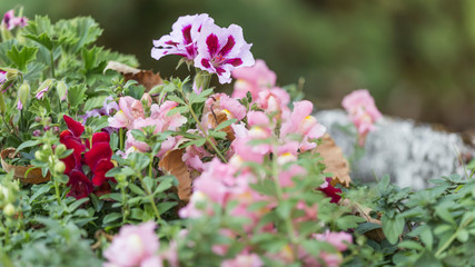 colorful autumn flowers
