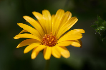 Extreme closeup of yellow wild soft flower blooming against dark green background