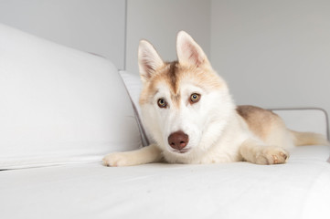 White And Copper Young Husky Puppy on White Sofa