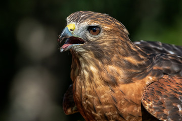 Red-shouldered Hawk extreme closeup portrait