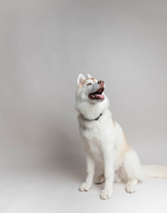 Fototapeta na wymiar Beautiful Young White and Copper Husky Dog
