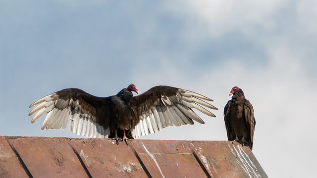Two Turkey Vulture birds in relation with each other on a barn roof