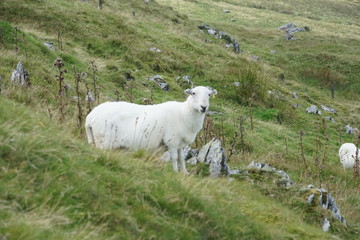 Naklejka premium Sheep in a Field on a Mountain