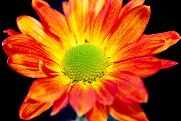 Color Chrysanthemum Flower Isolated on Background.