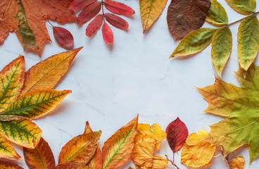 Bright autumn dry  leaves lie on the white surface of the table