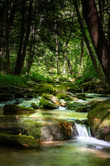 Obraz premium Beautiful Mountain Stream Flowing Through the Northern Pennsylvania Hemlock Forest