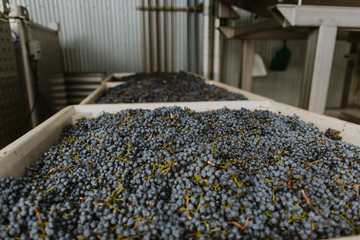 grapes in bins waiting to be dumped for sorting, just in from vineyard
