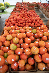 fresh tomatos from local market