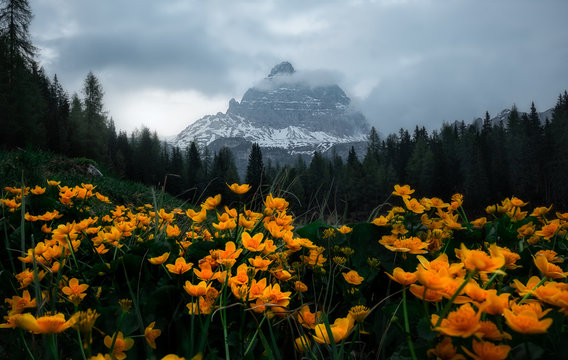 Colorful landscape of bright flowers on lush meadow surrounded by dense dark forest and snowy mountains drowning in cloudy mist in Dolomites Italy