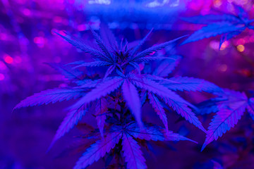 marijuana plant creative blue background in a grow box or greenhouse on a farm