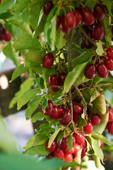 Branch of dogwood tree with many ripe berries