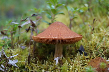 mushroom in forest