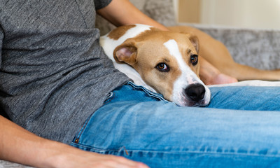 Fawn and White Dog Relaxing on Gray Sofa with Human