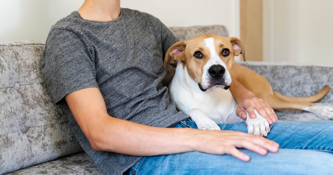 Fawn and White Dog Relaxing on Gray Sofa with Human