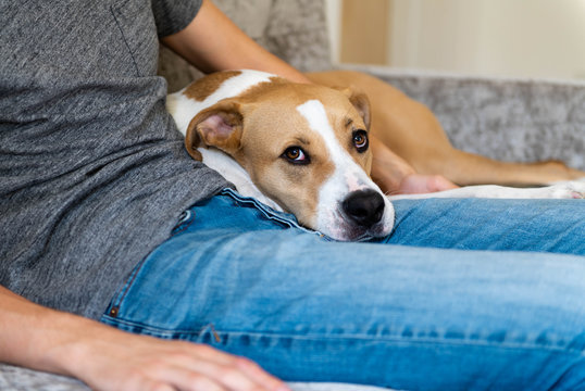 Fawn and White Dog Relaxing on Gray Sofa with Human