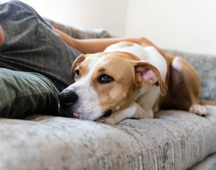 Obraz premium Fawn and White Dog Relaxing on Gray Sofa with Human