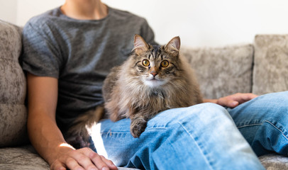 Fluffy Norwegian Forest Cat Relaxing on Gray Sofa