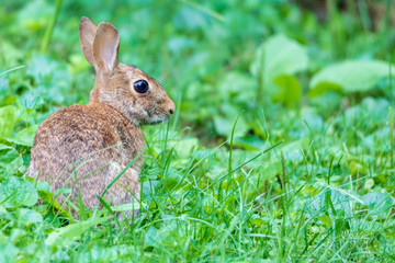 Naklejka na ściany i meble Wild rabbit in green grassy field