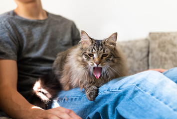 Fluffy Norwegian Forest Cat Relaxing on Gray Sofa