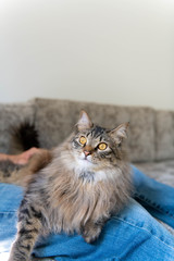 Fluffy Norwegian Forest Cat Relaxing on Gray Sofa