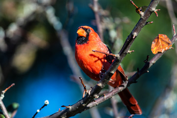 Northern cardinal male sitting on tree branch facing camera
