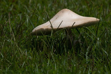 Large wild mushroom in grassy field