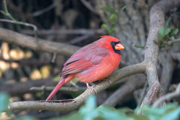 Northern cardinal male sitting on tree branch