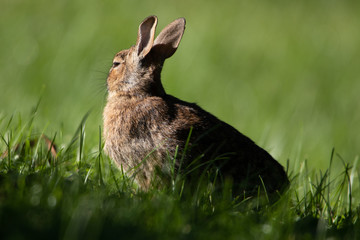 Rabbit facing away from camera in grassy field