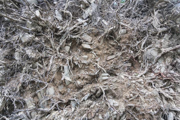 Root system of a fallen tree. A unique background.