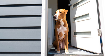 Fawn and White Short Haired Dog of Mixed Breed Sitting by Door Looking Outside
