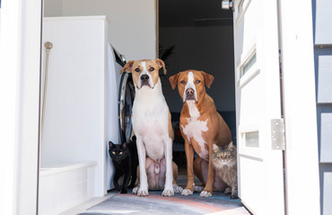 Fawn and White Short Haired Dogs of Mixed Breed Sitting inside by Door Looking Outside