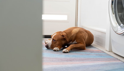 Fawn and White Short Haired Dog of Mixed Breed Laying by Door , Waiting