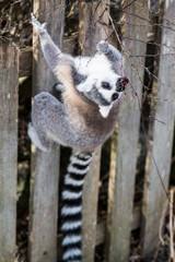 süßer Lemur der auf einem Zaun frisst 