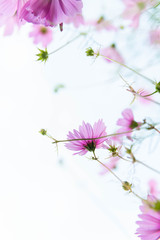 Delicate Pink Cosmos Flowers on Sunny Day