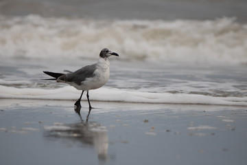 Sea bird walking thru ocean water