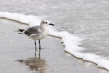 Sea bird walking thru ocean water